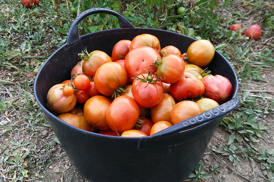 Tomate ecologico